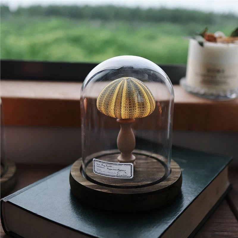 Seashell Sea Urchin Night Light - Glass Dome Coastal Table Lamp for Bedroom Living room